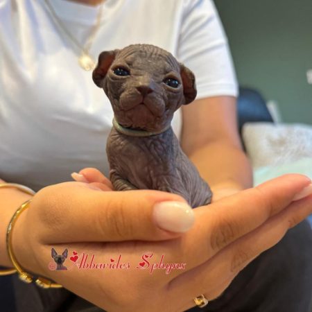 Mâle noir disponible 5_1