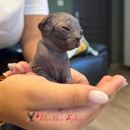 Mâle noir disponible 6_1