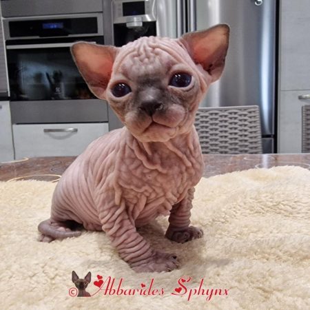 Mâle seal point 1 Tielle 2025_1_1_1