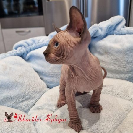 chatons nus point aux yeux bleus LOOF