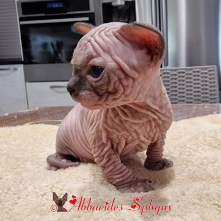 Mâle seal point 2 Tielle 2025_1