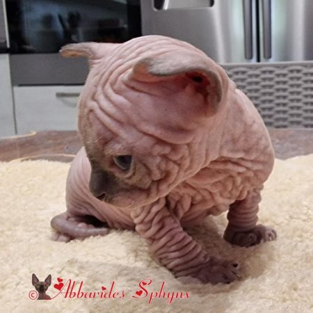 Mâle seal point 3 Tielle 2025_1