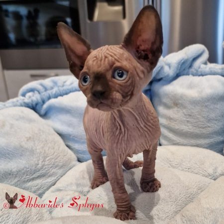 Mâle seal point 3_1