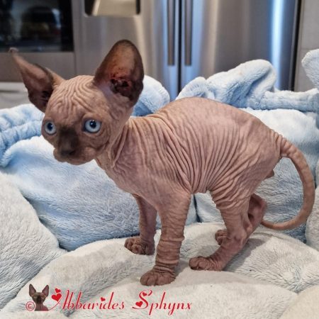 Mâle seal point 4_1