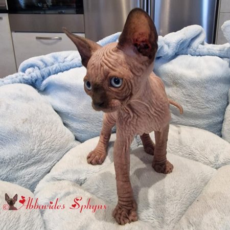 Mâle seal point 6_1