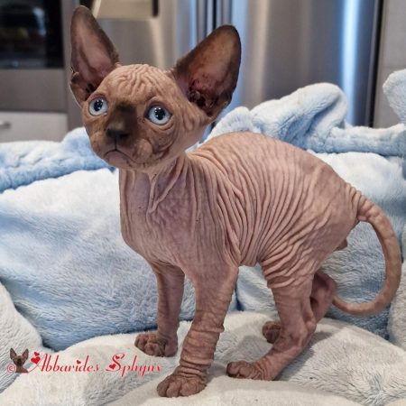 Mâle seal point 7_1