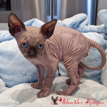 Mâle seal point 8_1