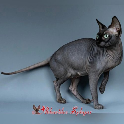 Rita Marley sphynx noir