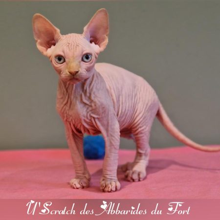 Sphynx red point yeux bleus