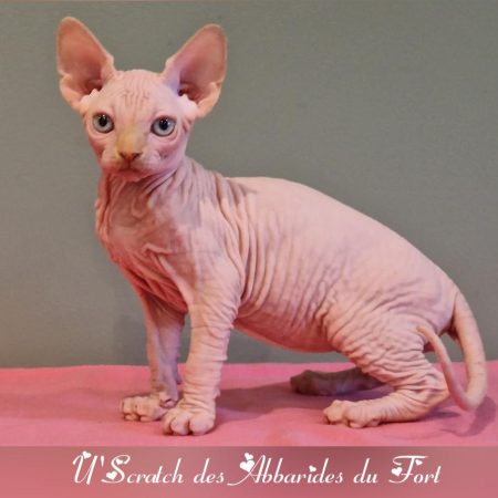 Sphynx red point yeux bleus