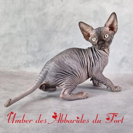 Sphynx LOOF