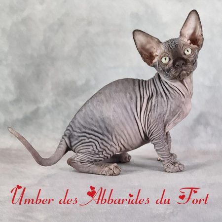 femelle noire chat sphynx