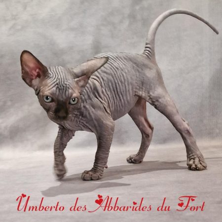 Sphynx FIFé LOOF