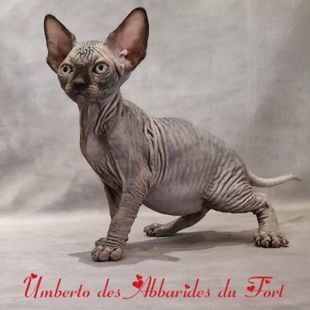 chaton loof sphynx