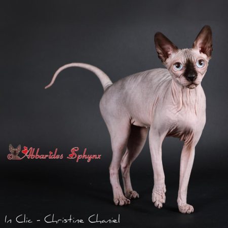 Seal point sphynx loof Abbarides